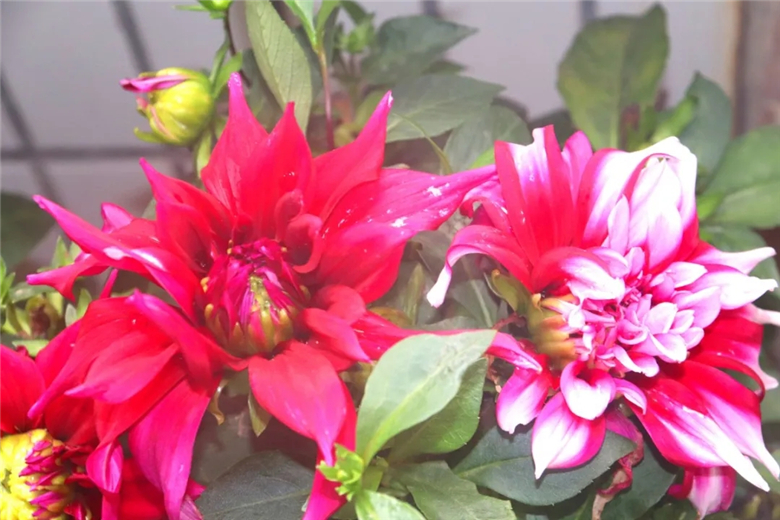 7.webp.jpg 7.webp.jpg