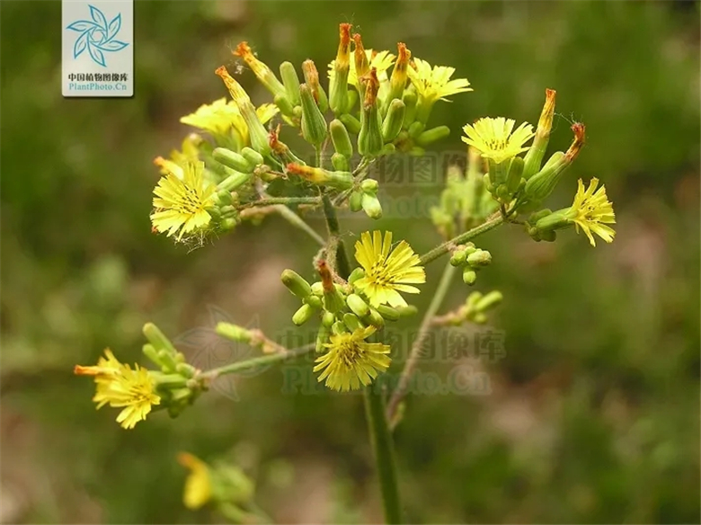 15.webp.jpg 15.webp.jpg