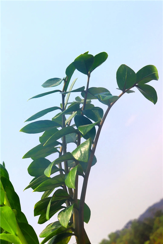 4.webp.jpg 4.webp.jpg